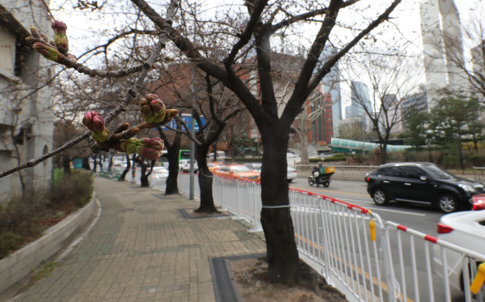 30일 오전 서울 영등포구 여의동로 도로가에 벚꽃망울이 맺혀 있다. 여의도 윤중로 벚꽃 개화시기가 예상보다 늦어지자 영등포구청은 여의서로 교통통제를 이날 오후12시에서 다음달 1일 (금) 오후12시로 미루고, 보행로 개방도 4.2(토) 오전으로 연기했다. 오른쪽에는 시민들의 안전통행을 위한 울타리가 설치돼 있다. 김태형 기자 xogud555@hani.co.kr