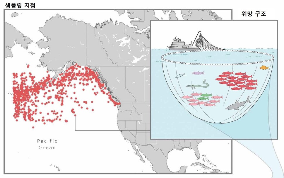 국제 북태평양어업위원회가 연어 자원 관리를 위해 40여년 동안 해 온 시험조업 장소(왼쪽)와 특정 지점의 모든 동물을 포획하는 위망 조업 방식. 앤 폴리아코프 외 (2022) ‘사이언스 어드밴시스’ 제공.