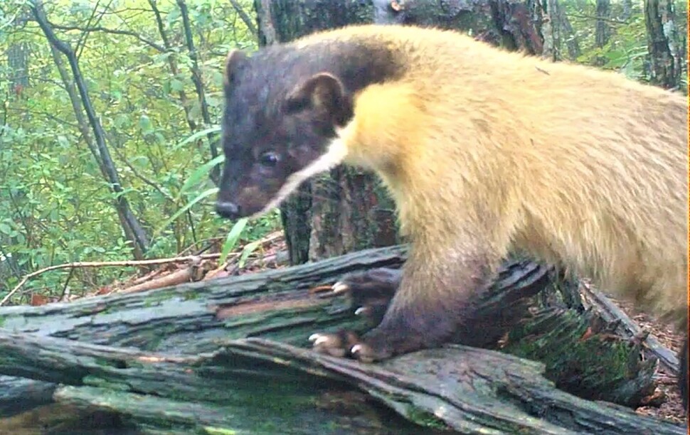 백두대간 산림의 깃대종(Flagship Species·특정 지역의 생태계를 대표할 수 있는 주요 동·식물)인 담비의 모습. 얼굴은 무척 귀엽다. 하지만 민첩하고 공격성이 강하다. 지난 2021년 7월 울진삼척 산림보호구역에서 관찰된 모습이다. 녹색연합 제공