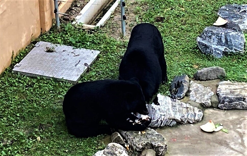 사육곰으로 살다가 보호공간으로 옮겨온 반달가슴곰. 적응 활동을 하고 있다. 지난 2월 청주동물원에서 촬영했다. 녹색연합 제공