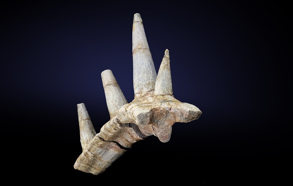 새로운 안킬로사우루스 공룡은 갈비뼈와 융합된 가시 뼈로 포식자의 공격을 막아냈을 것이다. 런던 자연사박물관 제공.