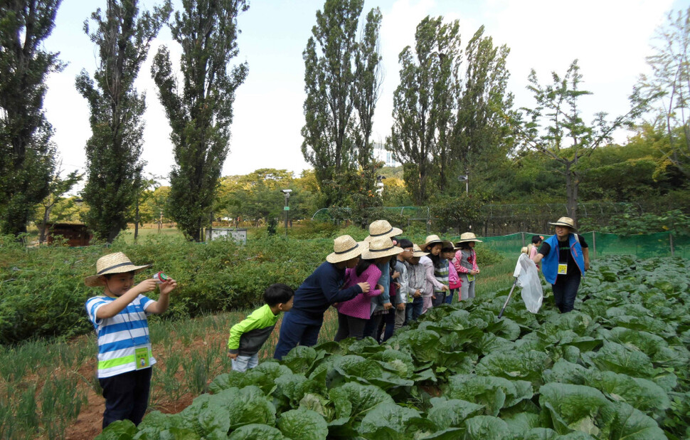 2015년 10월 보라매공원 텃밭 뒤로 양버들 나무들이 멀쩡하게 서 있다.