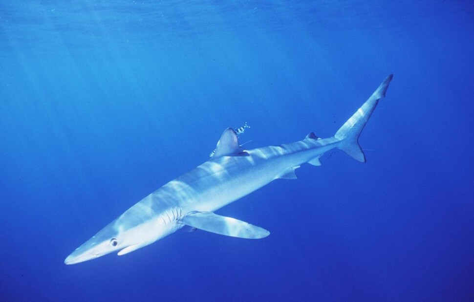 국제환경단체 그린피스가 14일 ‘상어 인식 증진의 날’을 맞아 상어 남획의 심각성을 알리는 보고서를 발간했다. 사진은 1988년 포르투갈 아소르스 제도에서 목격된 청상어. 그린피스 제공