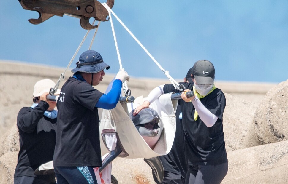 4일 제주 서귀포시 대정읍 신도리 신도포구에서 마지막 남은 ‘수족관 남방큰돌고래’ 비봉이를 적응 훈련을 위해 가두리 시설로 옮기고 있다. 허호준 기자