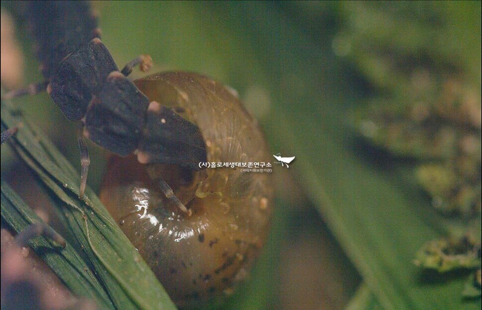 달팽이 잡아먹는 늦반딧불이 애벌레.