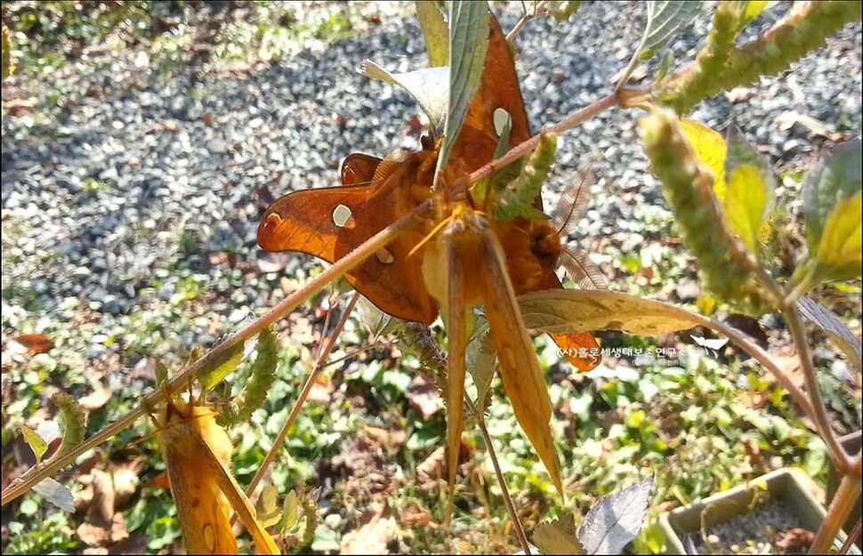 페로몬에 이끌려 짝짓기하는 유리산누에나방.