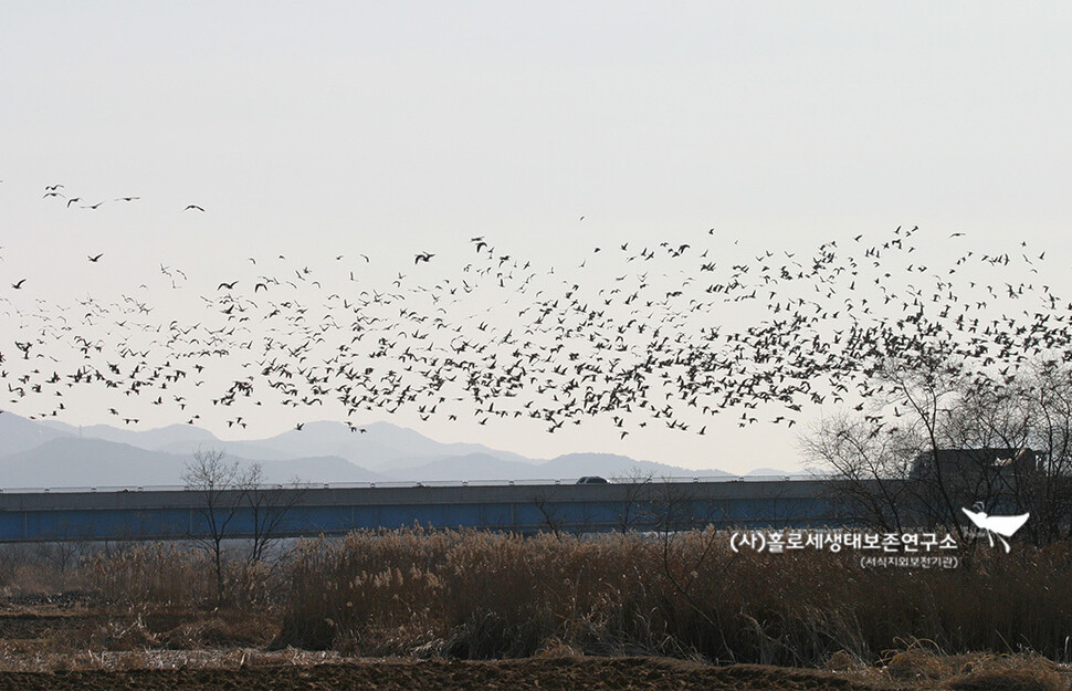 한반도에 도래하는 겨울 철새.