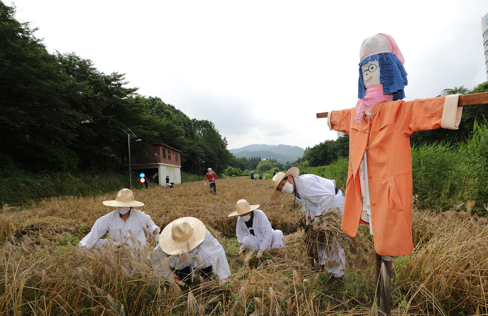 29일 오전 서울 서초구 양재천 하천부지에서 관계자들이 보리를 수확하고 있다. 이종근 선임기자