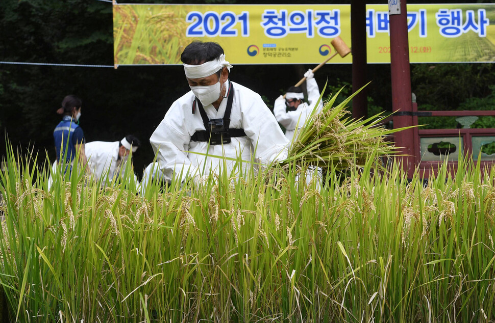 12일 서울 종로구 창덕궁 청의정 일원에서 열린 ‘벼 베기 행사’에서 농촌진흥청 및 문화재청 관계자들이 벼를 베고 있다. 공동취재사진