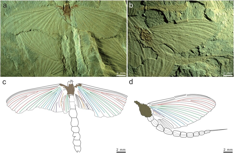 화석 하루살이의 정밀 사진과 그림. 장 치안치 외 (2022) ‘역사 생물학’ 제공.