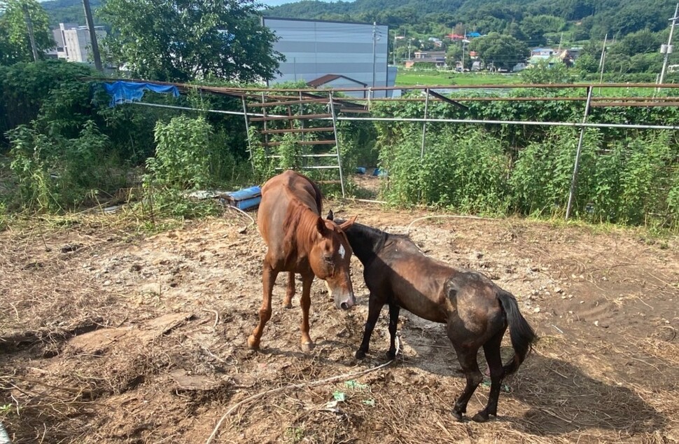 충남 부여의 한 폐목장에서 굶어죽기 직전의 퇴역 경주마 등 말 2마리가 구조됐다. 동물자유연대 제공