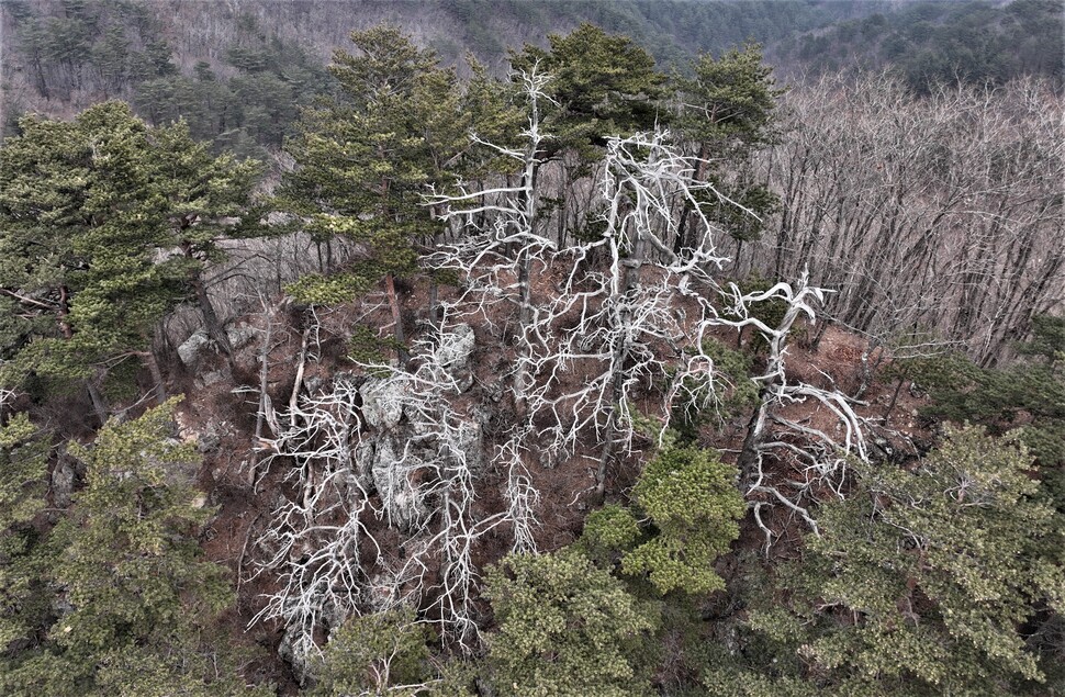 구상나무 분비나무 가문비나무 보다 상대적으로 낮은 고도에 서식하는 금강소나무도 고사가 확인되고 있다. 금강소나무의 고사는 기후스트레스로 인한 영향이 침엽수 전반으로 퍼지고 있는 것을 의미한다. 녹색연합