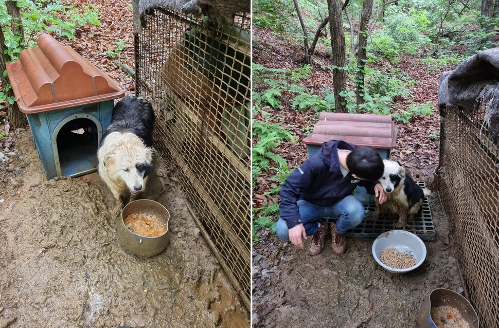 구조 당시 욱이는 손, 앉아, 기다려 등 기초 훈련을 잘 따르는 개였다. 오물과 비를 뒤집어 쓴 채로도 사람의 등장을 반겼다.