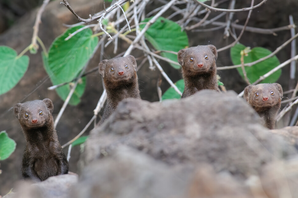 © Asaf Sereth/The Comedy Wildlife Photography Awards 2020