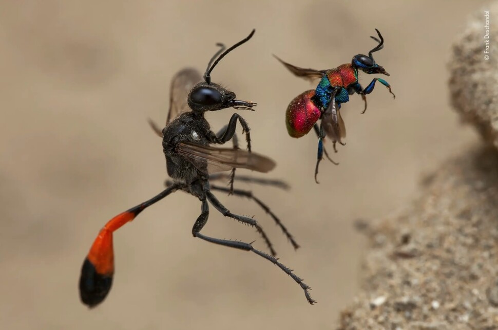 프랑스 사진가 프랑크 디샨돌의 수상작인 ‘두 마리 말벌’. 기생벌의 일종인 나나니(왼쪽)와 다른 말벌에 탁란하는 뻐꾸기말벌을 담았다. 프랑크 디샨돌, 2020 올해의 야생동물 사진가 공모전 제공