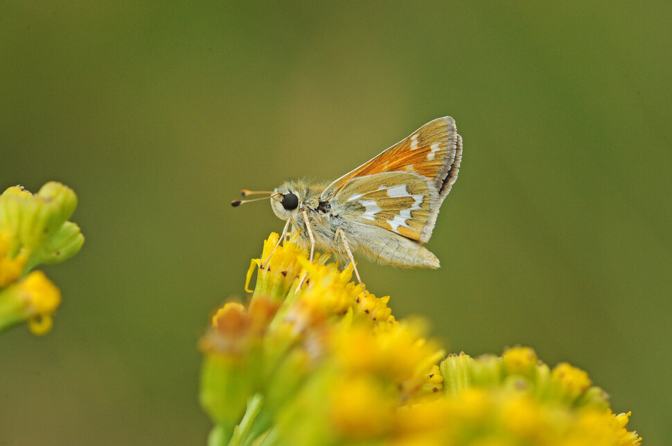 꽃팔랑나비(Hesperia comma). 사이언스 제공