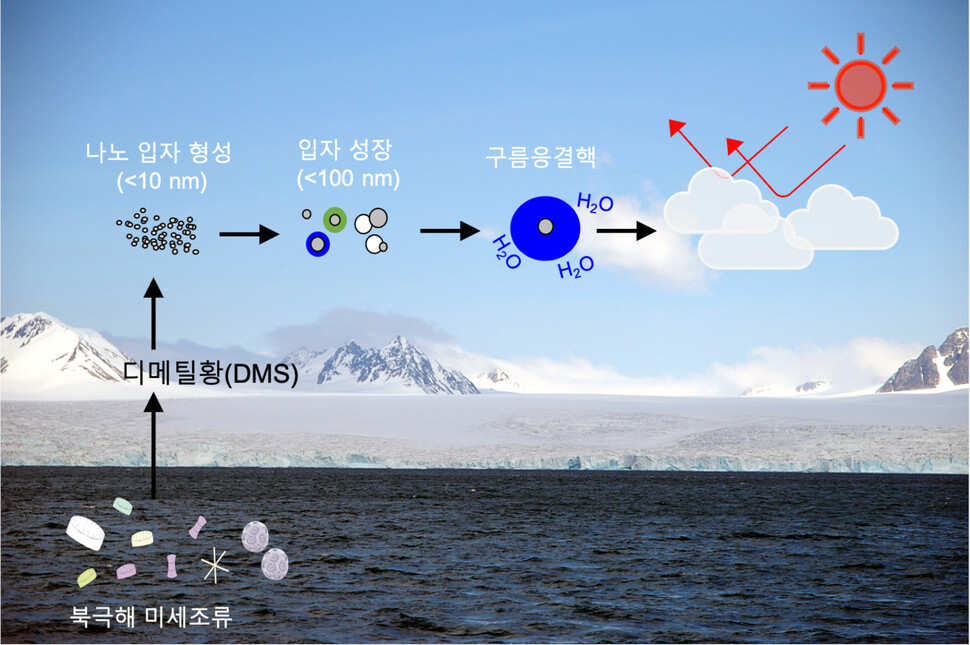 북극 미세조류가 내뿜는 디메틸황이 대기 중 구름응결핵으로 성장해 구름을 형성하는 과정 모식도. 극지연구소 제공