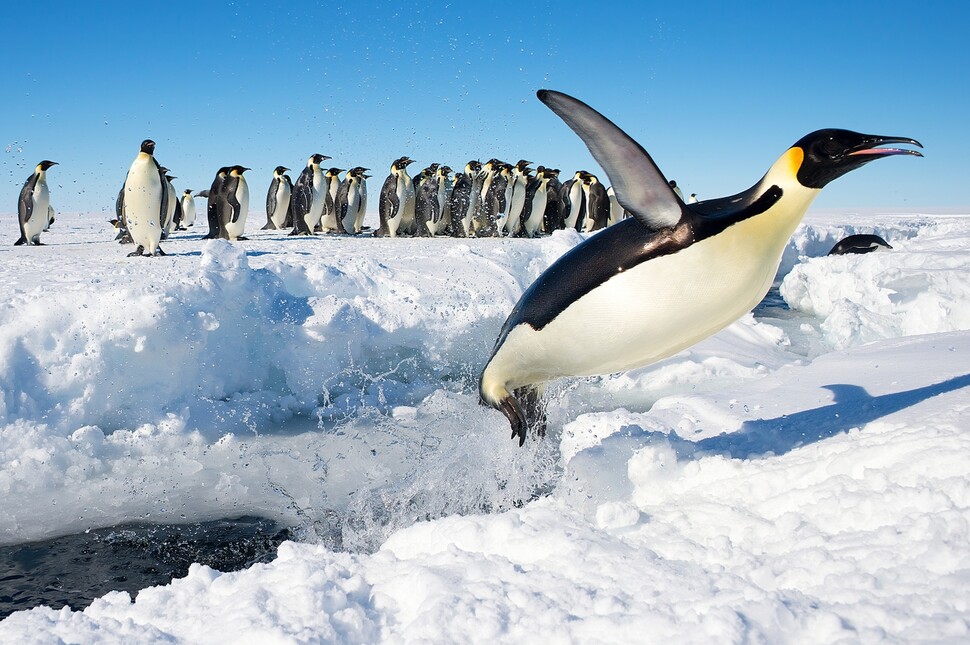 바다에서 빙상으로 뛰어오르는 황제펭귄. 펭귄은 남극에 얼음층이 형성되기 훨씬 전부터 날개를 잃은 바닷새였다. 크리스토퍼 미첼, 위키미디어 코먼스 제공.