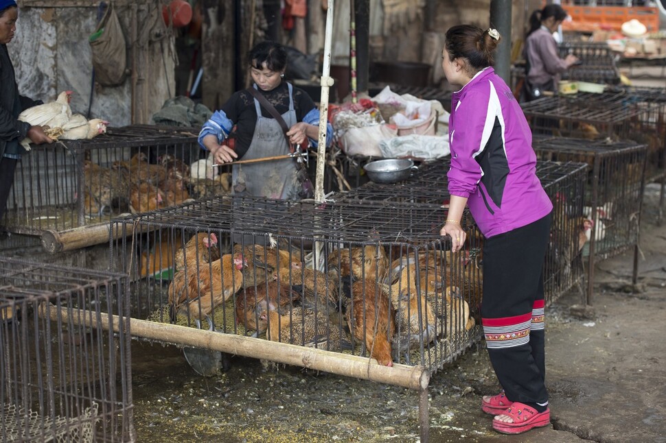 중국의 한 시장에서 닭이 팔리고 있다. 클립아트코리아 제공