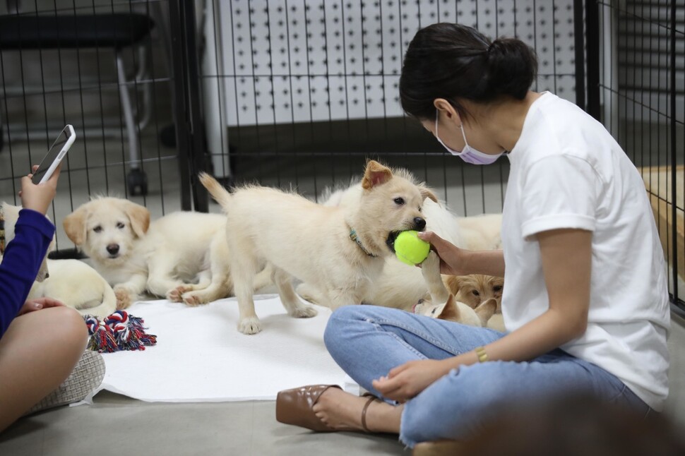 14일 오후 서울 마포구 ‘동물권행동 카라’ 사무실에서 열린 ‘귀여운 애 옆에 귀여운 애 입양파티’에서 입양 신청자들이 강아지와 함께 시간을 보내고 있다. 백소아 기자