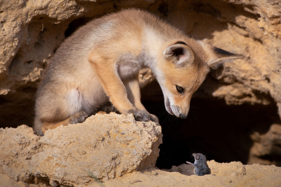 © Ayala Fishaimer/The Comedy Wildlife Photography Awards 2020