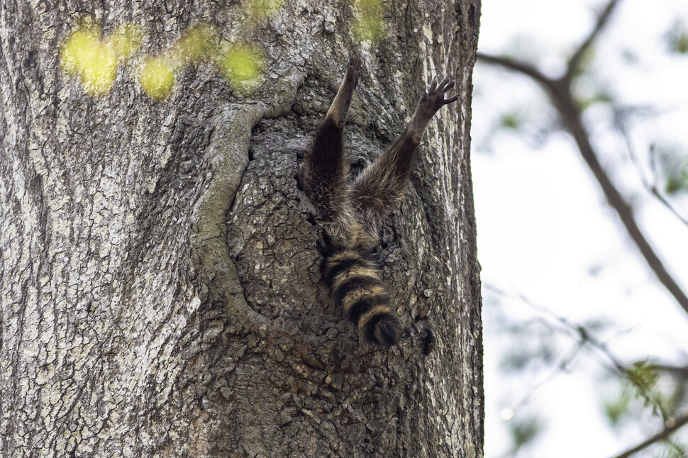 © Charlie Davidson/The Comedy Wildlife Photography Awards 2020