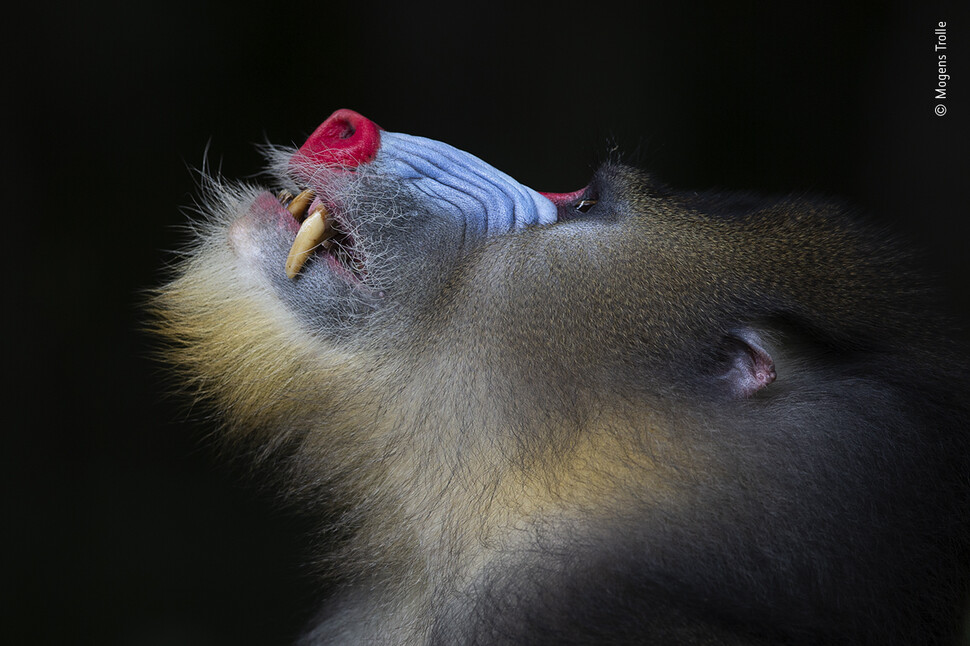 ‘우두머리’ 중앙 아프리카 열대우림 지역에서 촬영한 수컷 맨드릴. 모겐스 트롤레, 올해의 야생동물사진가 공모전 제공