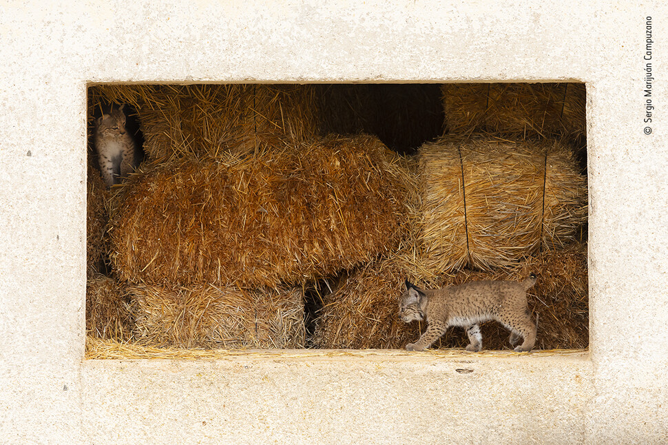 ‘서커스의 무대 뒤’ 인간들이 쌓아놓은 건초로 놀러 나온 스페인스라소니. 커스틴 루스, 올해의 야생동물사진가 공모전 제공
