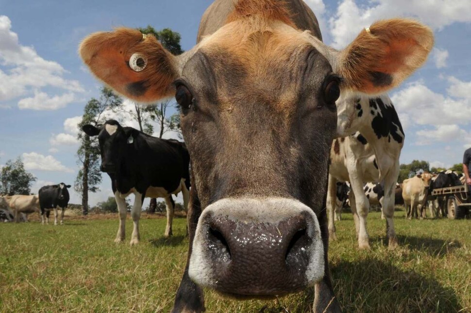 가축에서 방출되는 메탄은 오스트레일리아 전체 온실가스 배출량의 10%를 차지하고 있다. &lt;시드니모닝헤럴드&gt; 제공(JUSTIN MCMANUS 촬영)