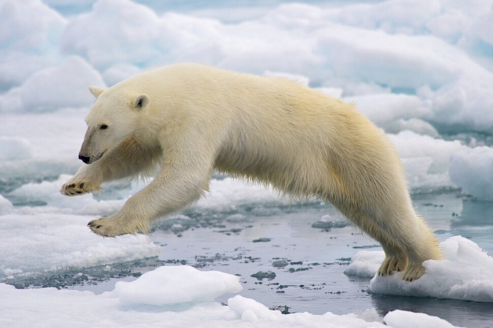 북극곰은 해빙에 최적화한 포식자로 진화한 해양 포유류다. 물범 전문 포식자인 북극곰에게 기후변화는 생존의 위기이다. 아르투로 데 프리아스 마르케스, 위키미디어 코먼스 제공.