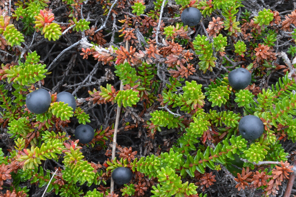 검은시로미(black crowberry) 열매. 위키미디어 커먼스