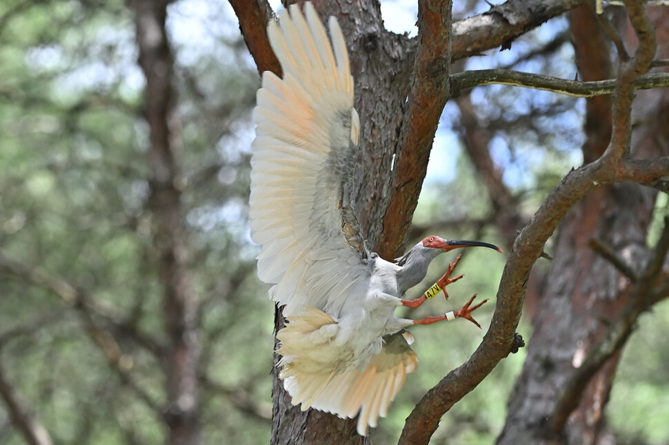 소나무 가지에 날아든 따오기 암컷.