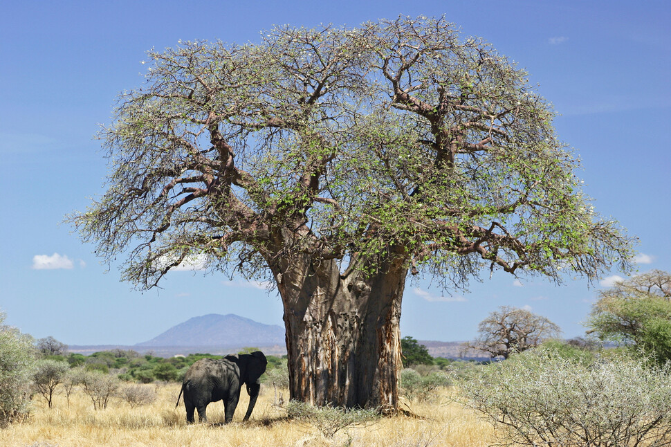 아프리카 탄자니아의 바오바브나무에 코끼리가 축축한 나무껍질을 먹으러 접근하고 있다. 이 나무는 건조지대의 거대한 물 저장고 구실을 한다. 레프리난드 레우스, 위키미디어 코먼스 제공