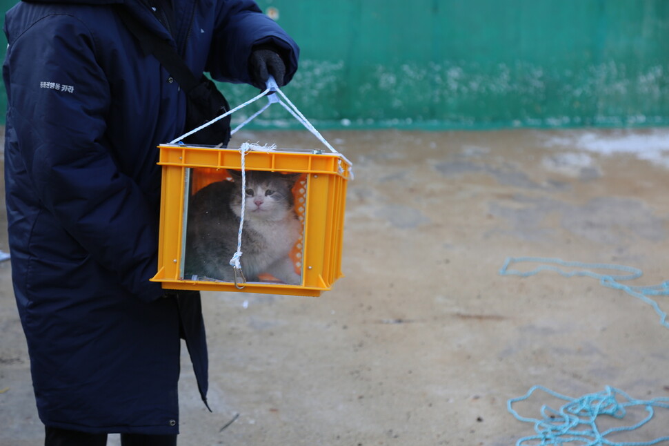 포항 폐양어장 고양이 학대 사건에서 살아남은 고양이가 구조되고 있다.