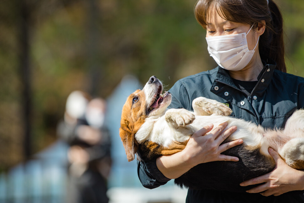 20일 국내 한 연구기관에서 기증된 실험비글 21마리가 충남 논산시 비글구조네트워크 논산쉼터에 입소했다. 비글구조네트워크 제공