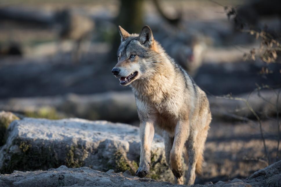 빙하기의 주요 포식자가 모두 멸종했지만 늑대가 살아남은 이유는 유라시아와 북미를 아우르는 뛰어난 이동성 덕분이라는 연구가 나왔다. 게티이미지뱅크