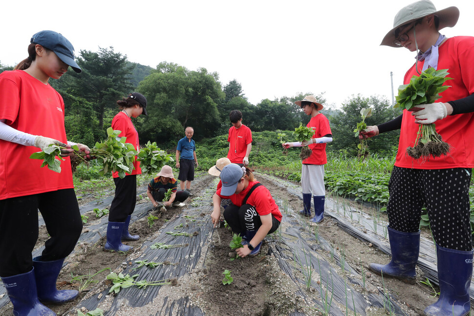 건국대학교 학생들이 7일 오전 경기도 가평군 설악면 초롱이 둥지 마을에서 들깨 모종을 심는 농촌봉사활동(농활)을 하고 있다. 신소영 기자