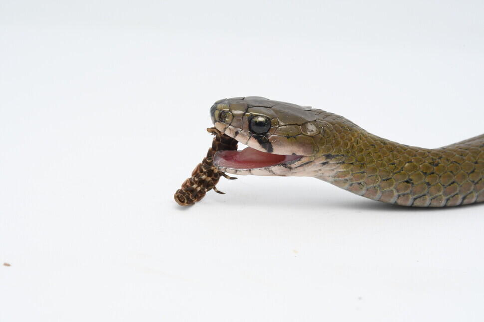 뱀은 1억7000만년 전 혁신적 진화 덕에 독을 얻게 됐다. 그 전까지 뱀의 무기는 비단뱀처럼 먹이동물을 조이는 것이었다. 애초 독을 생산하지 않는 유혈목이는 두꺼비나 반딧불이를 먹어 독을 저장한다. 사진 후쿠다 마사야, 교토대 제공.