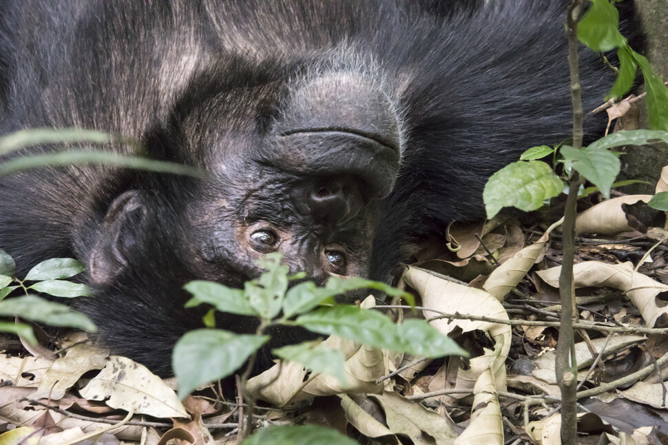 갓 성체가 되어 다른 무리로 이주한 젊은 암컷 침팬지는 새로운 기술혁신을 전파하는 통로가 되기도 한다. 수질 정화를 위한 샘 파기가 그런 사례로 제시됐다. 우간다 키발레 국립공원의 침팬지 모습. 게티이미지뱅크