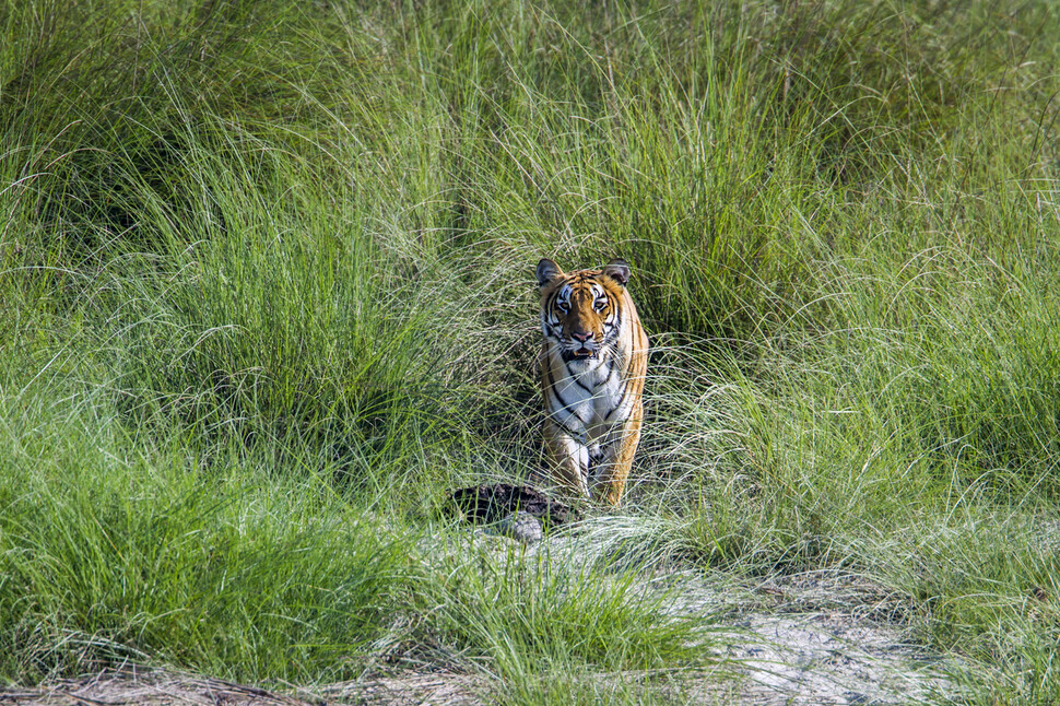 네팔 정부가 발표한 최근 조사에 따르면 네팔의 야생 호랑이의 개체수가 12년 만에 거의 3배 가까이 증가했다. WWF 제공