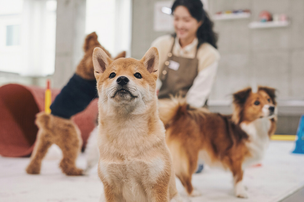 개들은 어떻게 매일 같은 시간이 되면 식사와 산책을 해야 한다는 것을 알까. 동물도 뇌의 해마 영역이 시간과 공간, 거리에 대한 기억을 저장하고 이를 통해 시간의 흐름을 인지한다는 추측이 나온다. 게티이미지뱅크