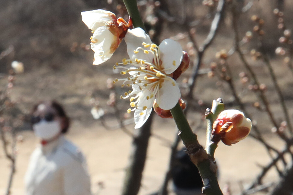 26일 오후 서울 영등포구 여의도 샛강 일대에 꽃망울을 터뜨린 매화가 봄소식을 전하고 있다. 백소아 기자 thanks@hani.co.kr