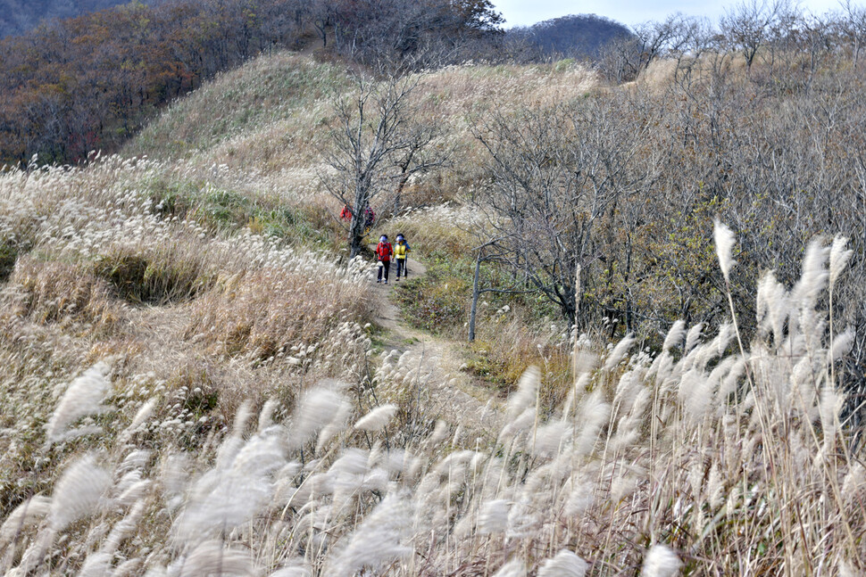 지난 25일 전북 장수군 장안산을 찾은 등산객들이 멋진 경관을 보이고 있는 억새 군락지 사잇길을 걸으며 가을 정취를 만끽하고 있다.