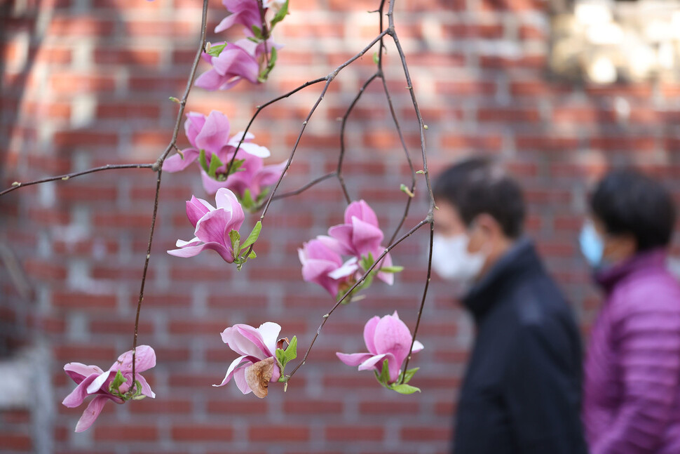 마스크를 쓴 시민들이 자목련 아래로 지나가고 있다. 이정아 기자