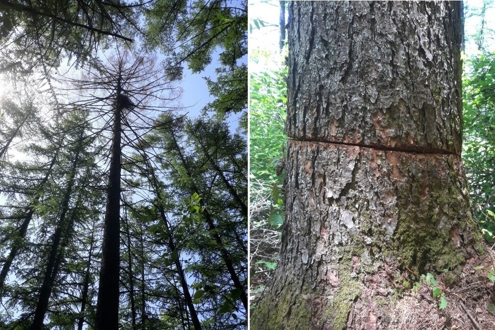 주변 나무들과 달리 참매가 둥지를 튼 낙엽송만 누렇게 죽어있다. 오른쪽은 수피를 빙둘러 베어낸 나무 밑동 부근의 모습. 주변에서 사진 촬영 흔적이 발견된다.