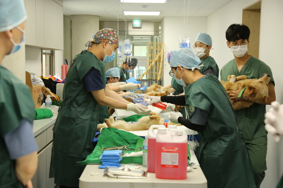 14일 동물권행동 카라의 더봄센터에서 53마리의 개가 중성화 수술을 받았다. 카라 제공