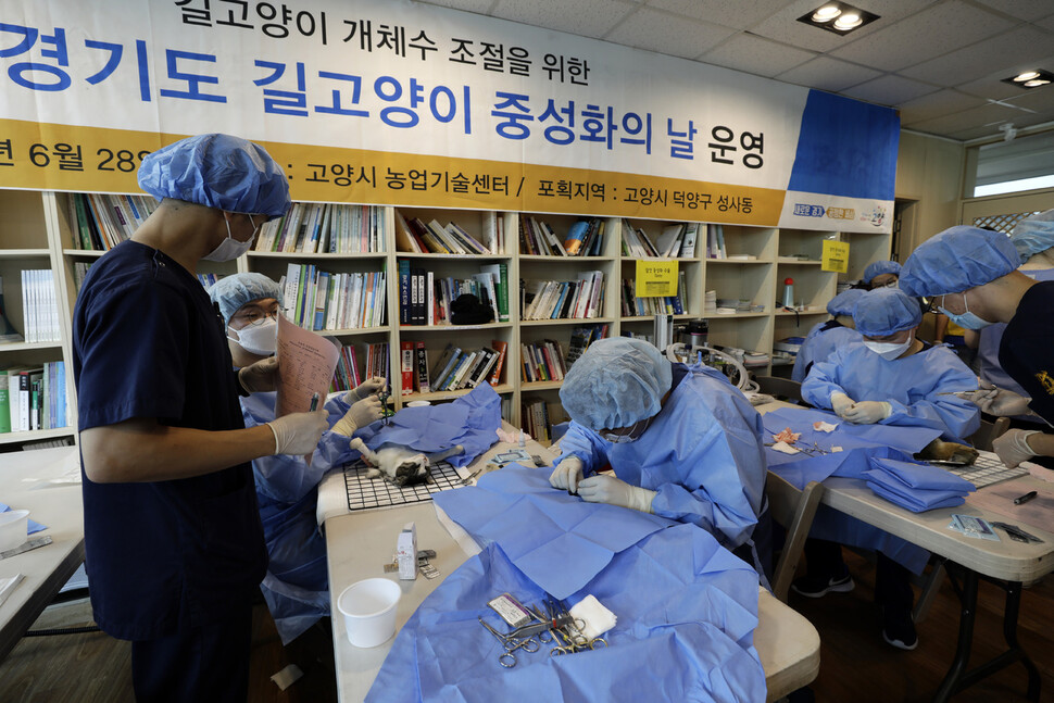 수의사들이 길고양이 중성화 수술을 진행하고 있다. 김명진 기자