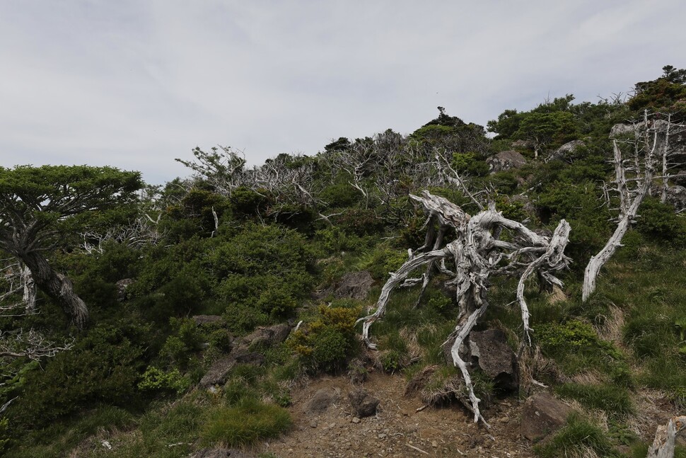 한라산 해발 1500-1700m 부근 구상나무. 구상나무의 고사 원인으로는 고온·건조한 봄과 눈이 적게 오는 겨울 등 기후변화로 인한 수분 부족이 유력하게 꼽힌다.  제주도/백소아 기자 thanks@hani.co.kr