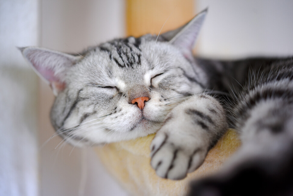 고양이는 잠을 많이 자지만 같은 고양잇과 포식자인 사자에 비하면 오히려 활동적이다. 게티이미지뱅크