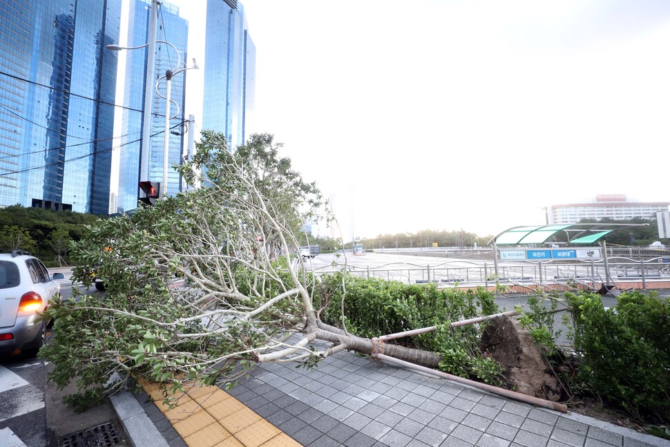 제9호 태풍 마이삭이 부산에 상륙한 3일 오전 부산 해운대구 마린시티 해변도로에 가로수가 보행로에 쓰러져 있다. 연합뉴스